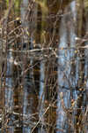 Southern spicebush <BR>Pondberry